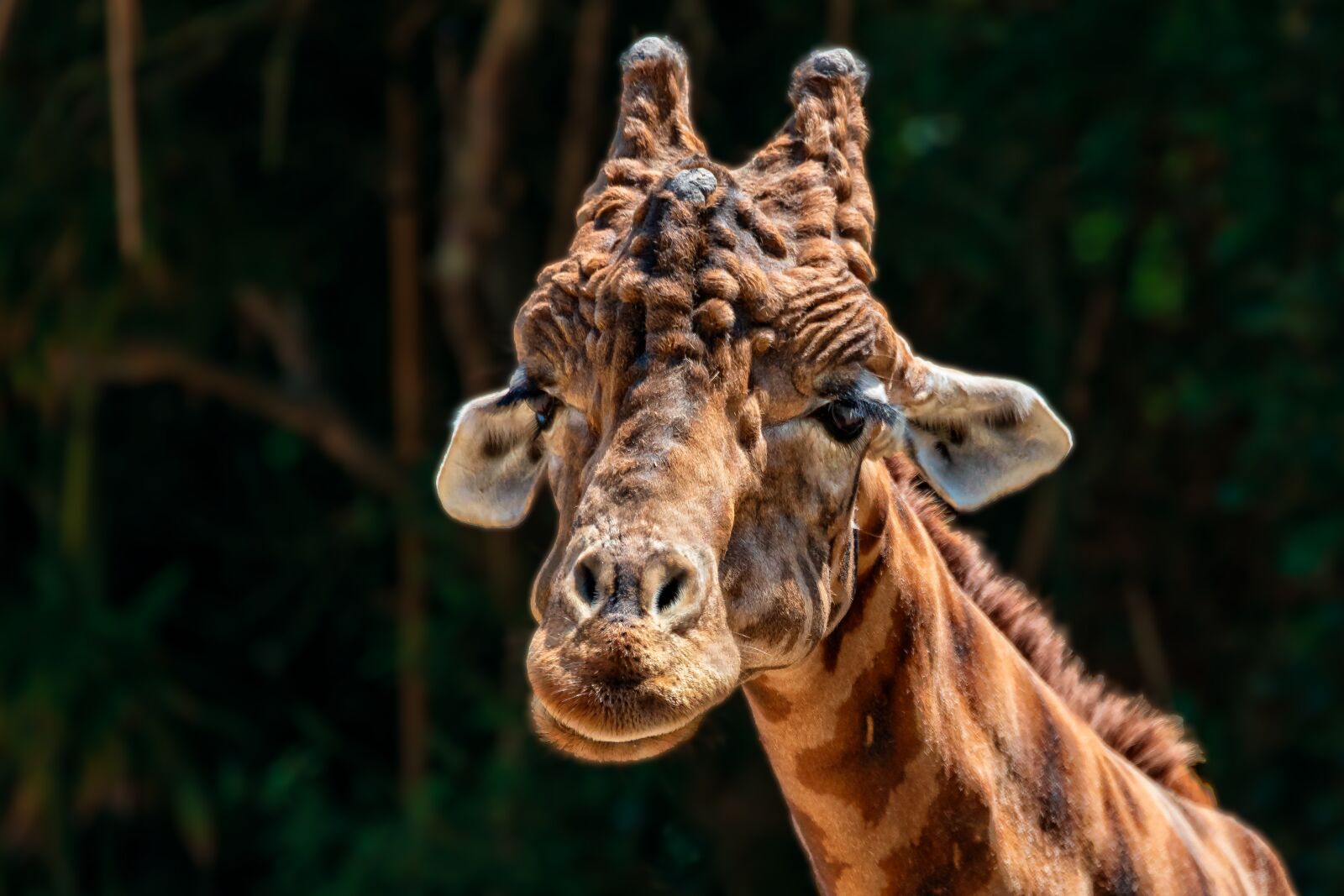 Canon EF 70-300mm F4-5.6L IS USM sample photo. Nature, mammal, animal photography