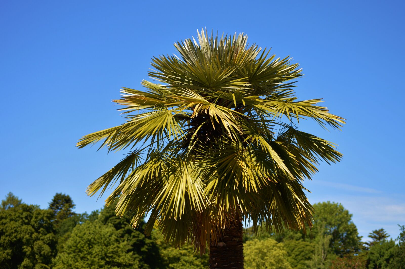 Nikon D3200 sample photo. Palm, plant, fan palm photography