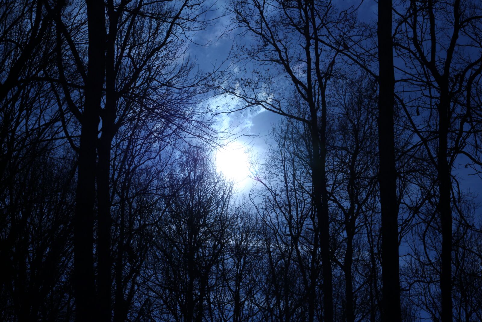 Canon EOS 1300D (EOS Rebel T6 / EOS Kiss X80) + Canon EF 50mm F1.8 STM sample photo. Nature, forest, dark photography
