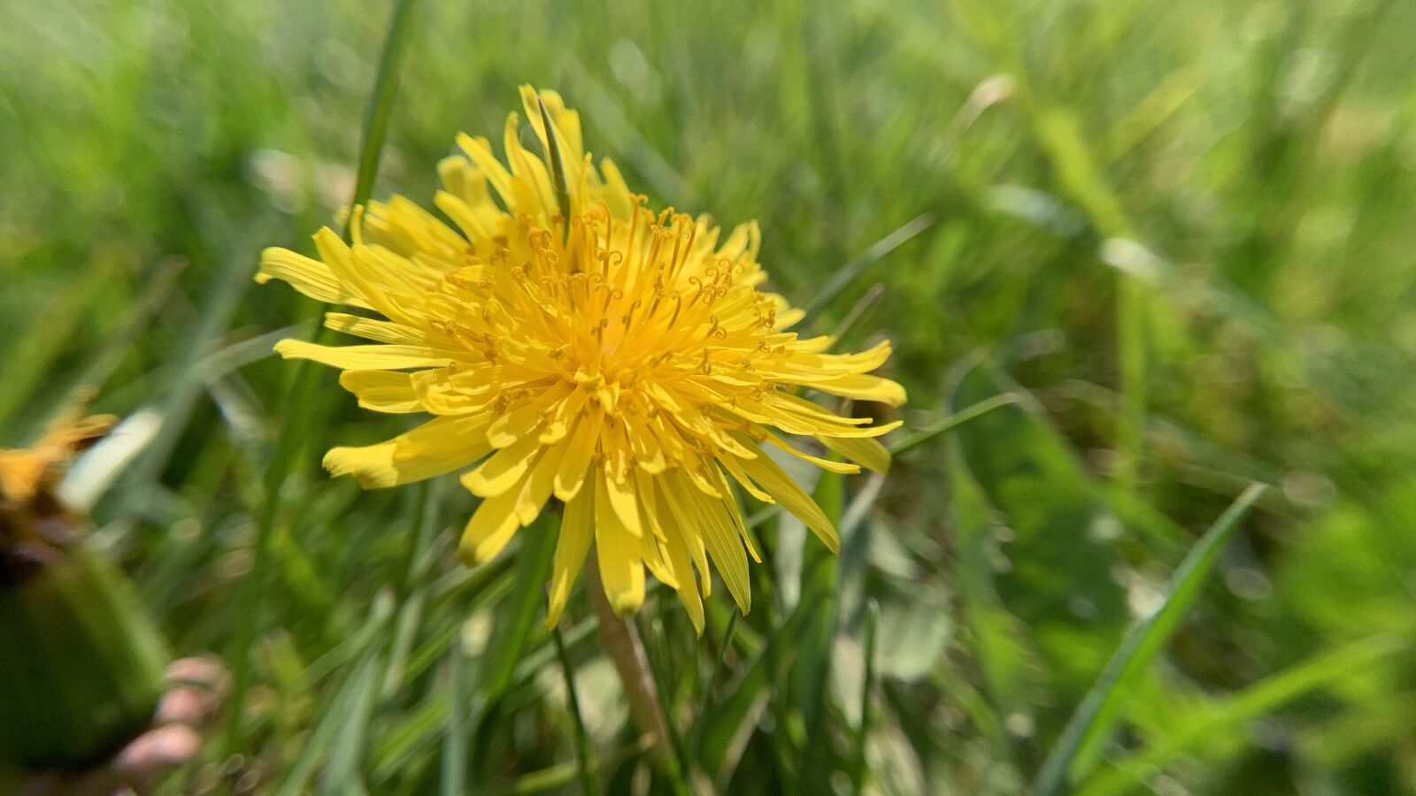 Apple iPhone XR sample photo. Macro, flower, spring photography