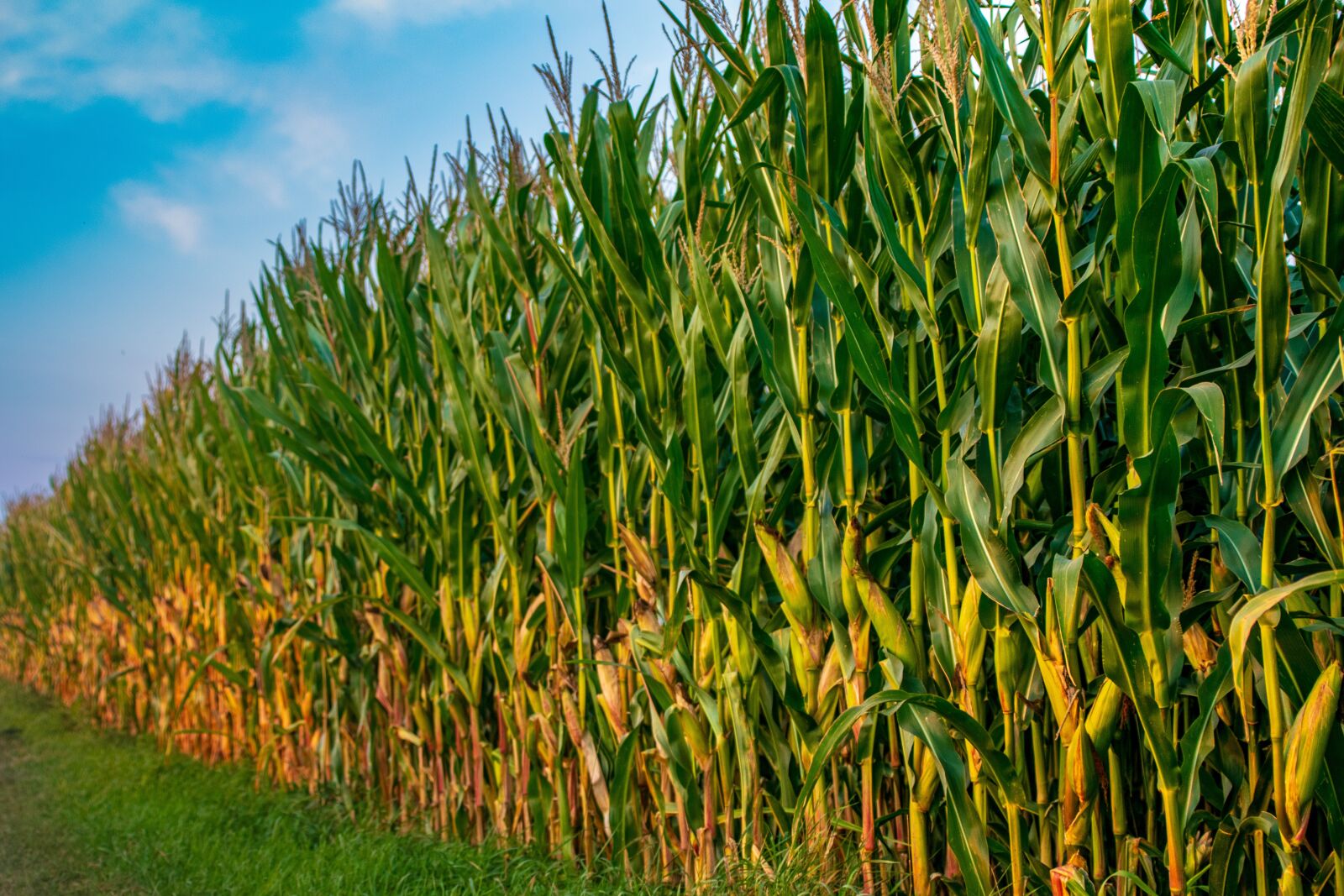 Tamron 18-200mm F3.5-6.3 Di II VC sample photo. Field, corn, agriculture photography