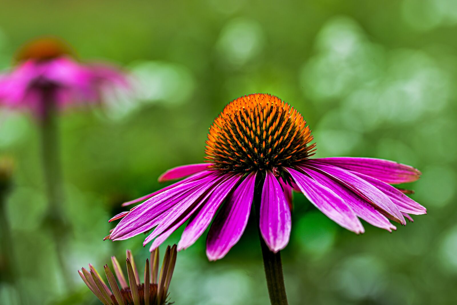 Nikon D750 sample photo. Daisy, purple, flower photography