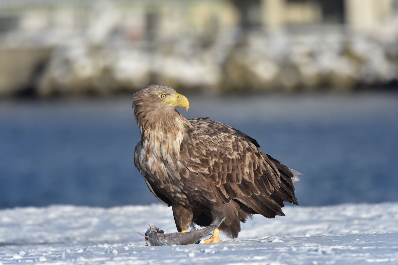 Nikon D810 sample photo. Wild animals, natural, bird photography
