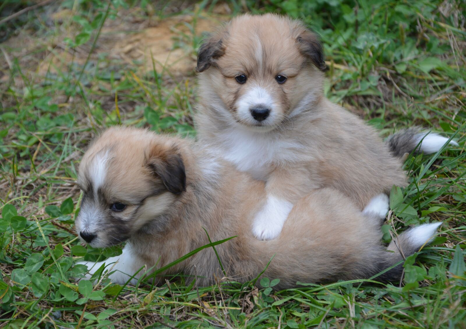 Nikon D5200 sample photo. Puppies, puppies that play photography