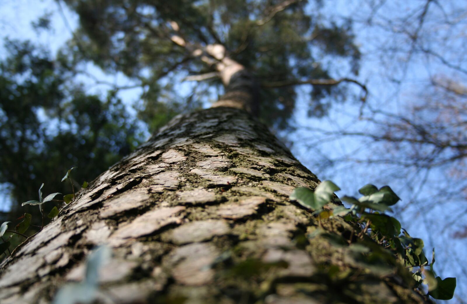 Canon EOS 350D (EOS Digital Rebel XT / EOS Kiss Digital N) sample photo. Tree, forest, nature photography