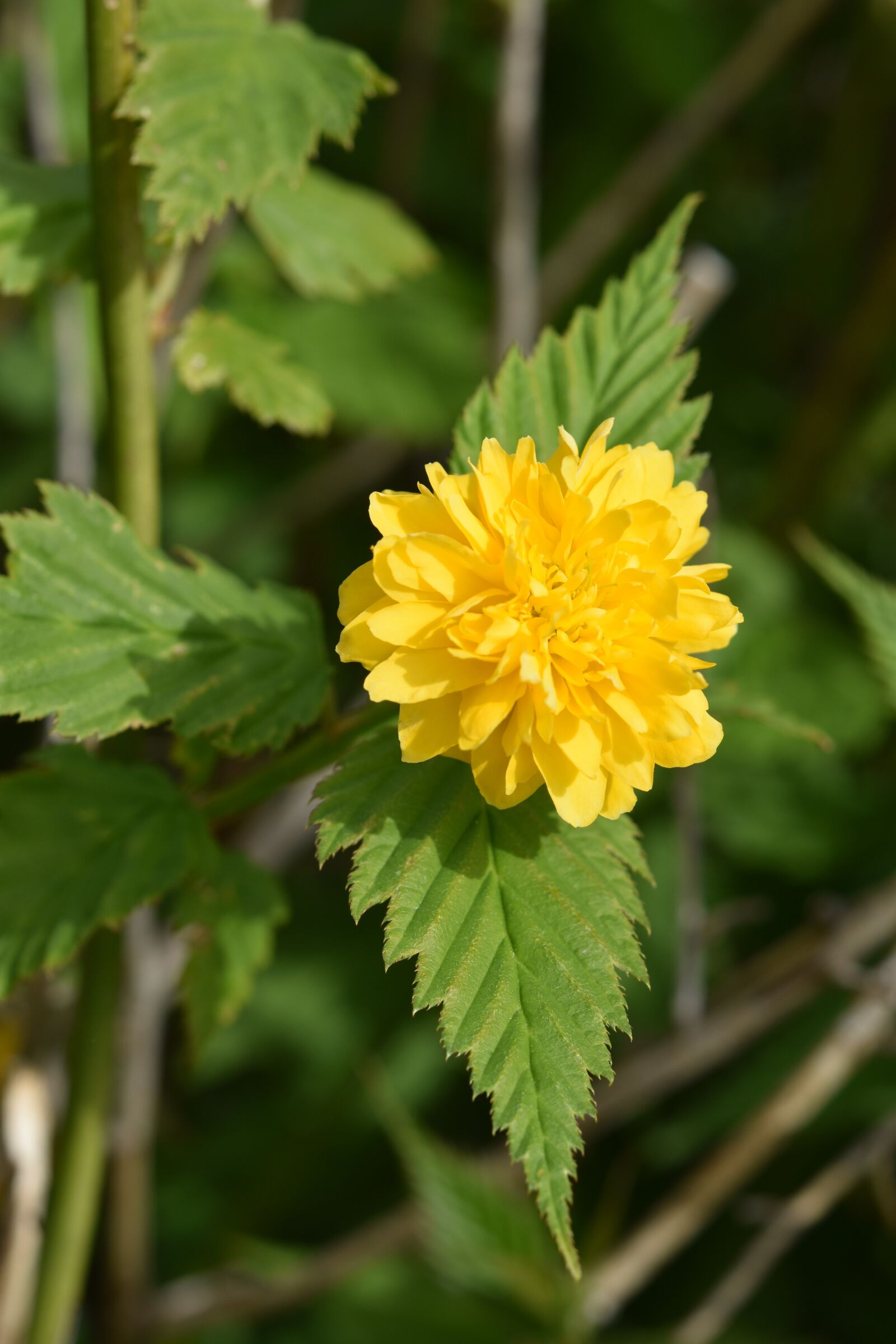 Nikon D5600 sample photo. Flower, yellow flower, flower photography