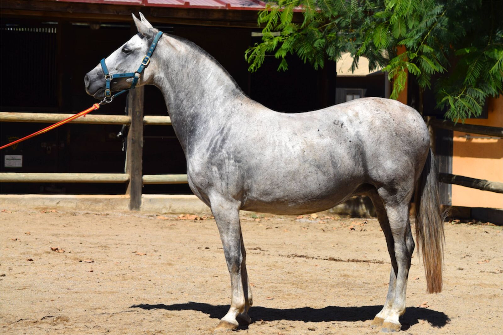 Nikon D3300 sample photo. Andalusian, andalusian horse, horse photography