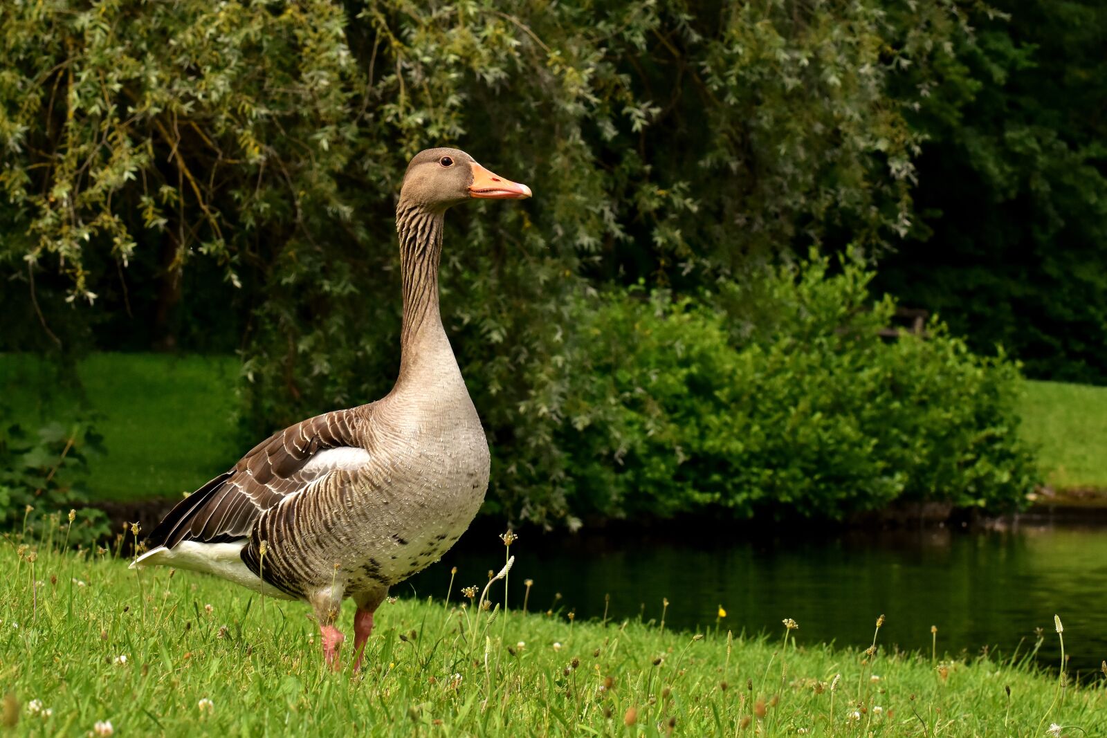 Nikon D7200 sample photo. Goose, wild goose, water photography