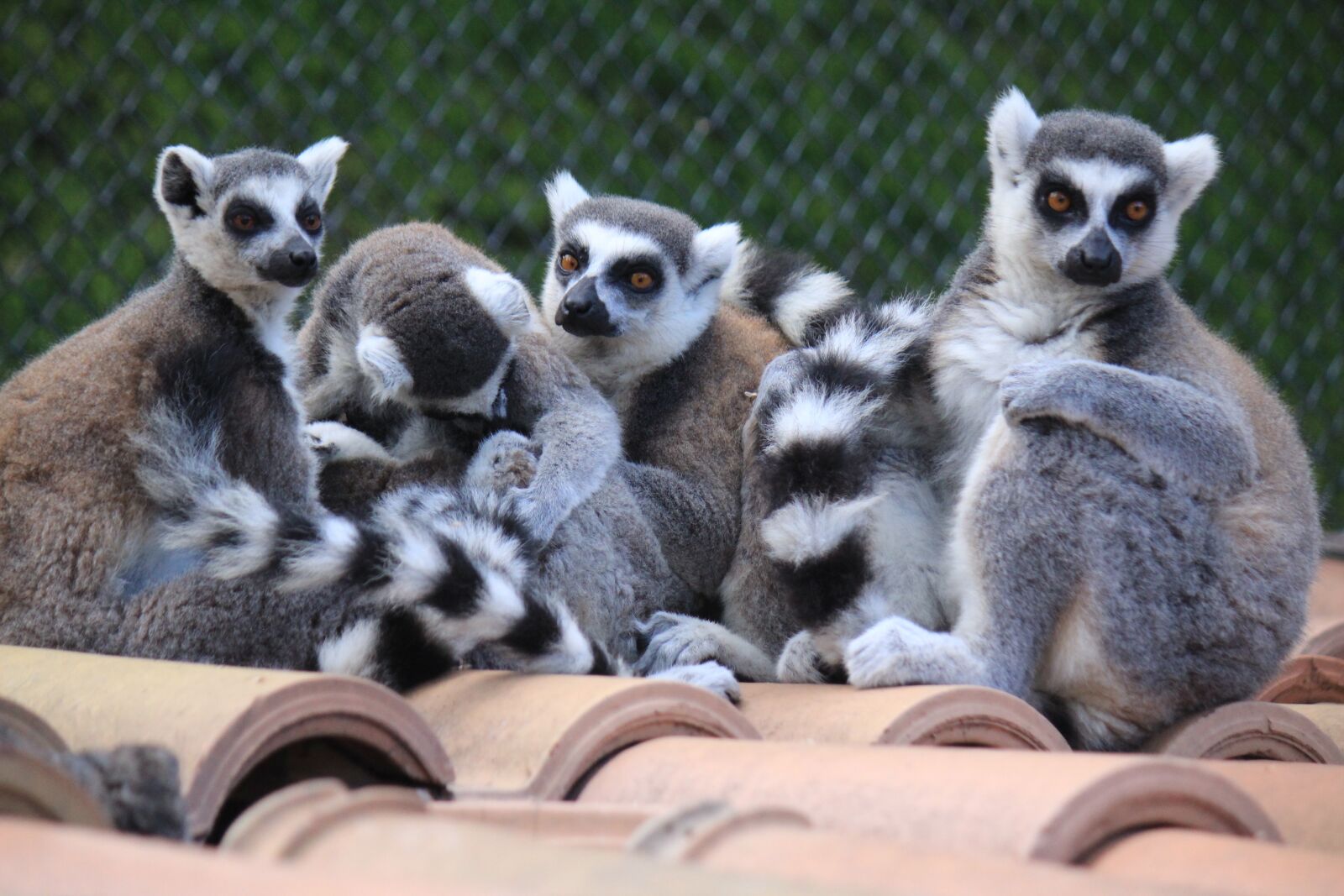 Canon EF-S 55-250mm F4-5.6 IS sample photo. Lemur, lemurs, look photography
