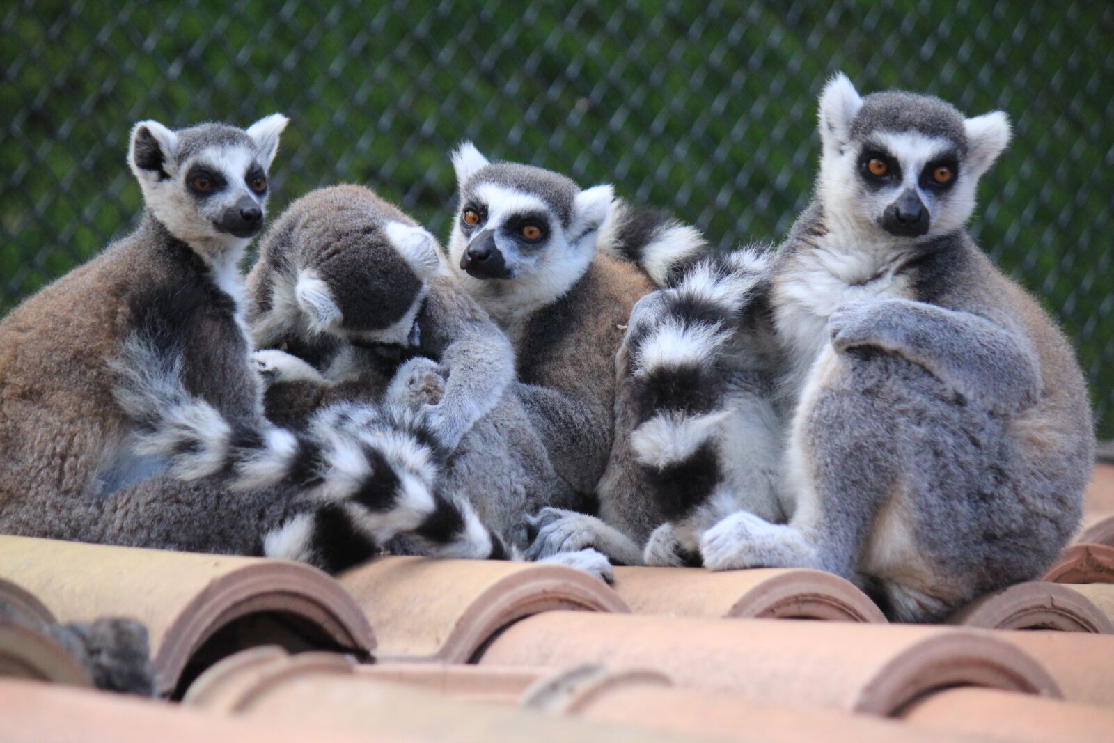 Canon EOS 1200D (EOS Rebel T5 / EOS Kiss X70 / EOS Hi) + Canon EF-S 55-250mm F4-5.6 IS sample photo. Lemur, lemurs, look photography