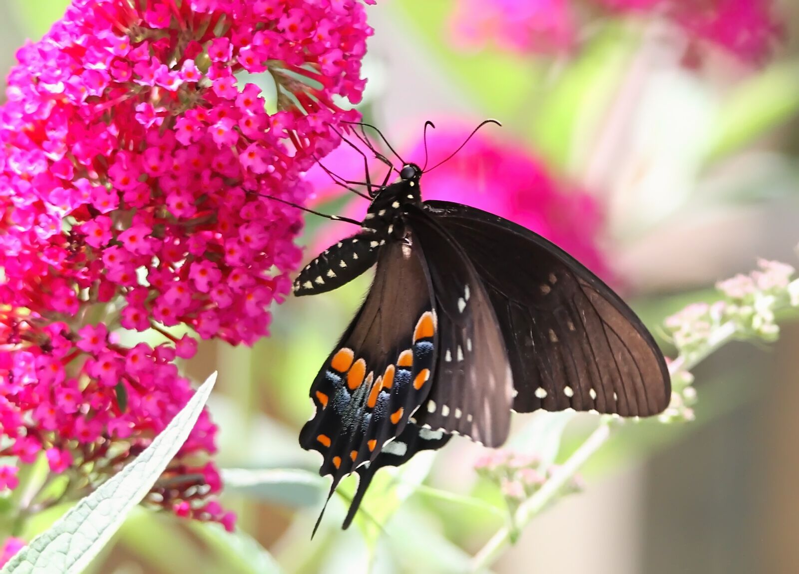 Tamron SP 150-600mm F5-6.3 Di VC USD sample photo. Butterfly, spicebush, swallowtail photography