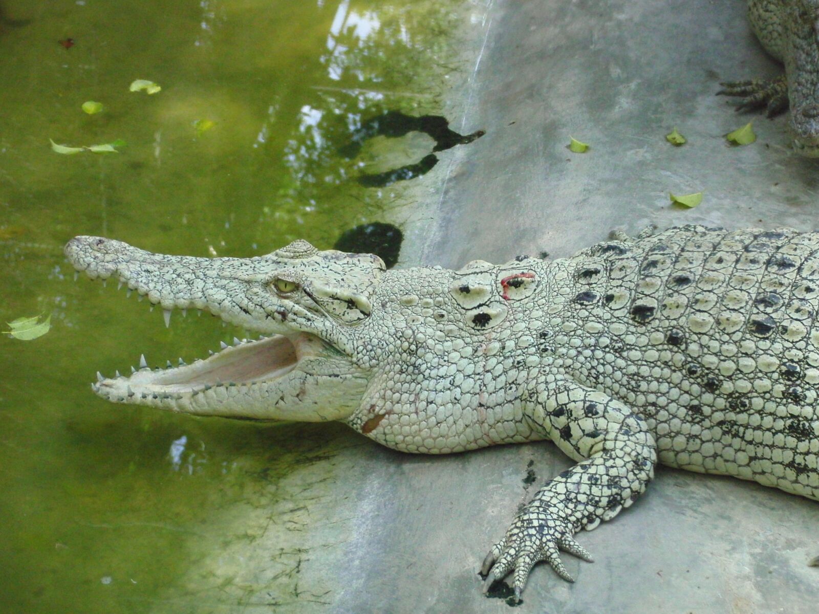 CASIO EX-FC100 sample photo. White crocodile, lies, crocodile photography