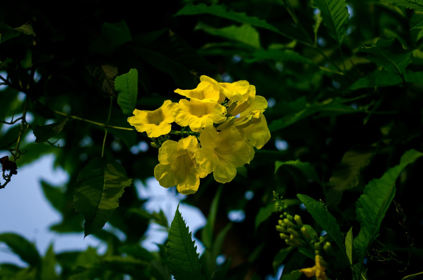 Nikon D5100 sample photo. Beautiful flowers, yellow flowers photography