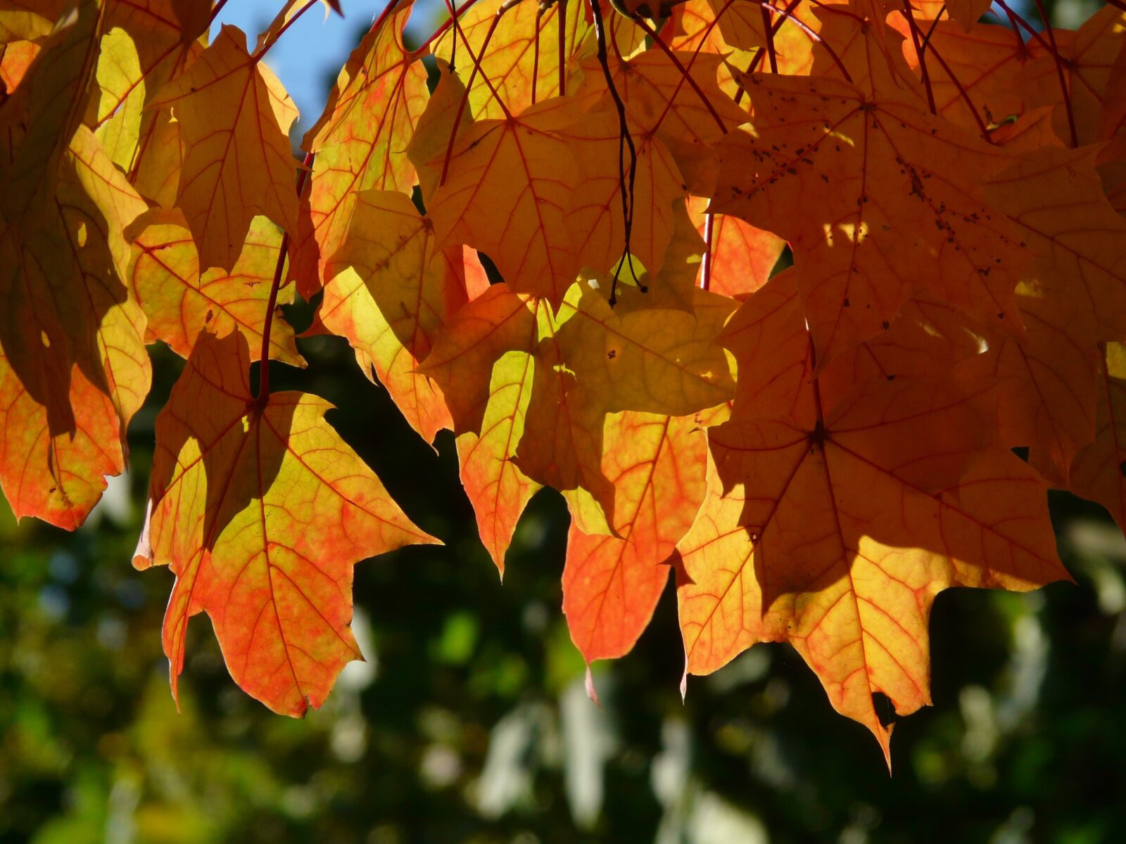 Panasonic DMC-FZ18 sample photo. Fall foliage, autumn, maple photography