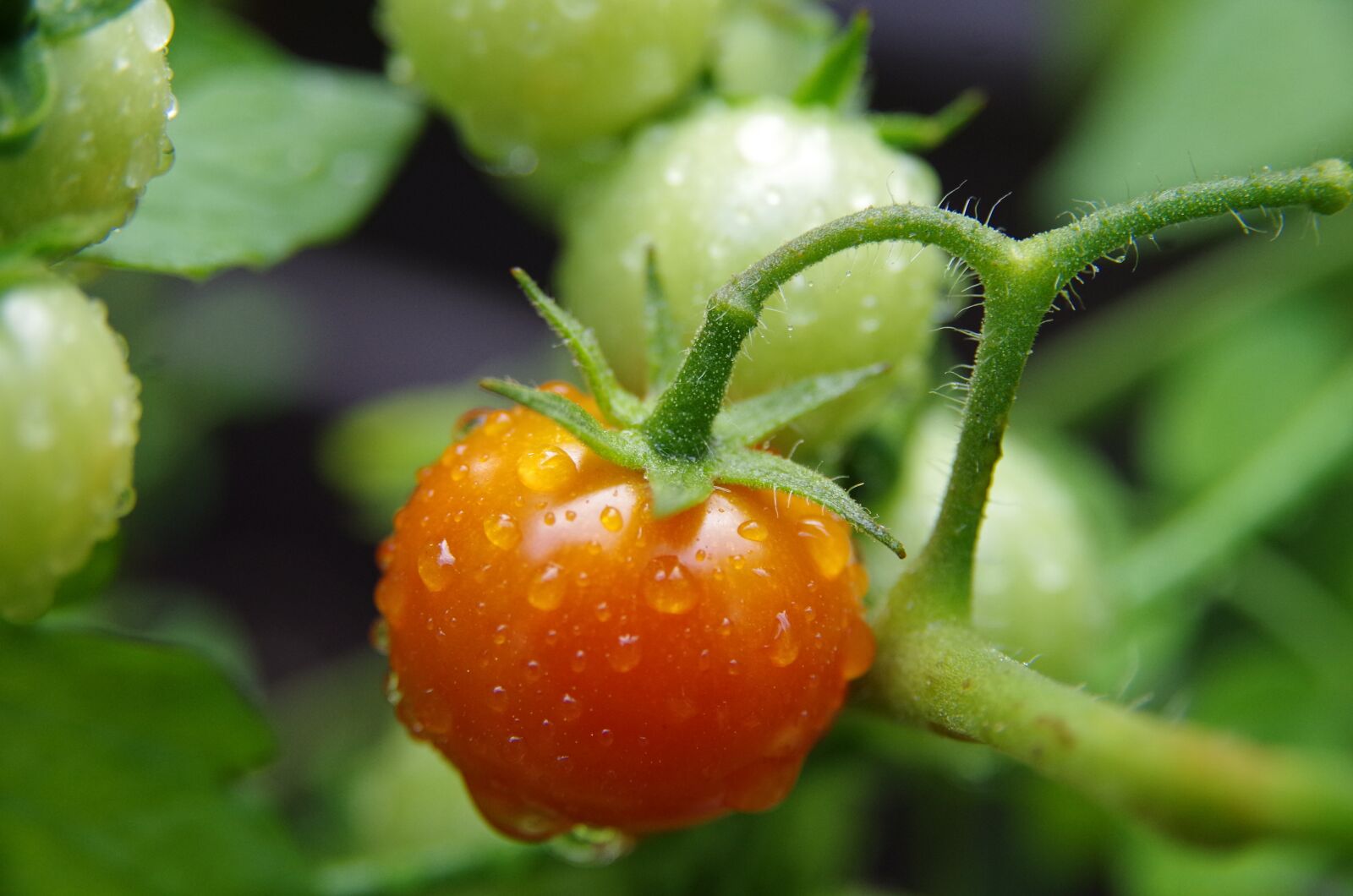 Pentax K-50 sample photo. Tomato, red, green photography