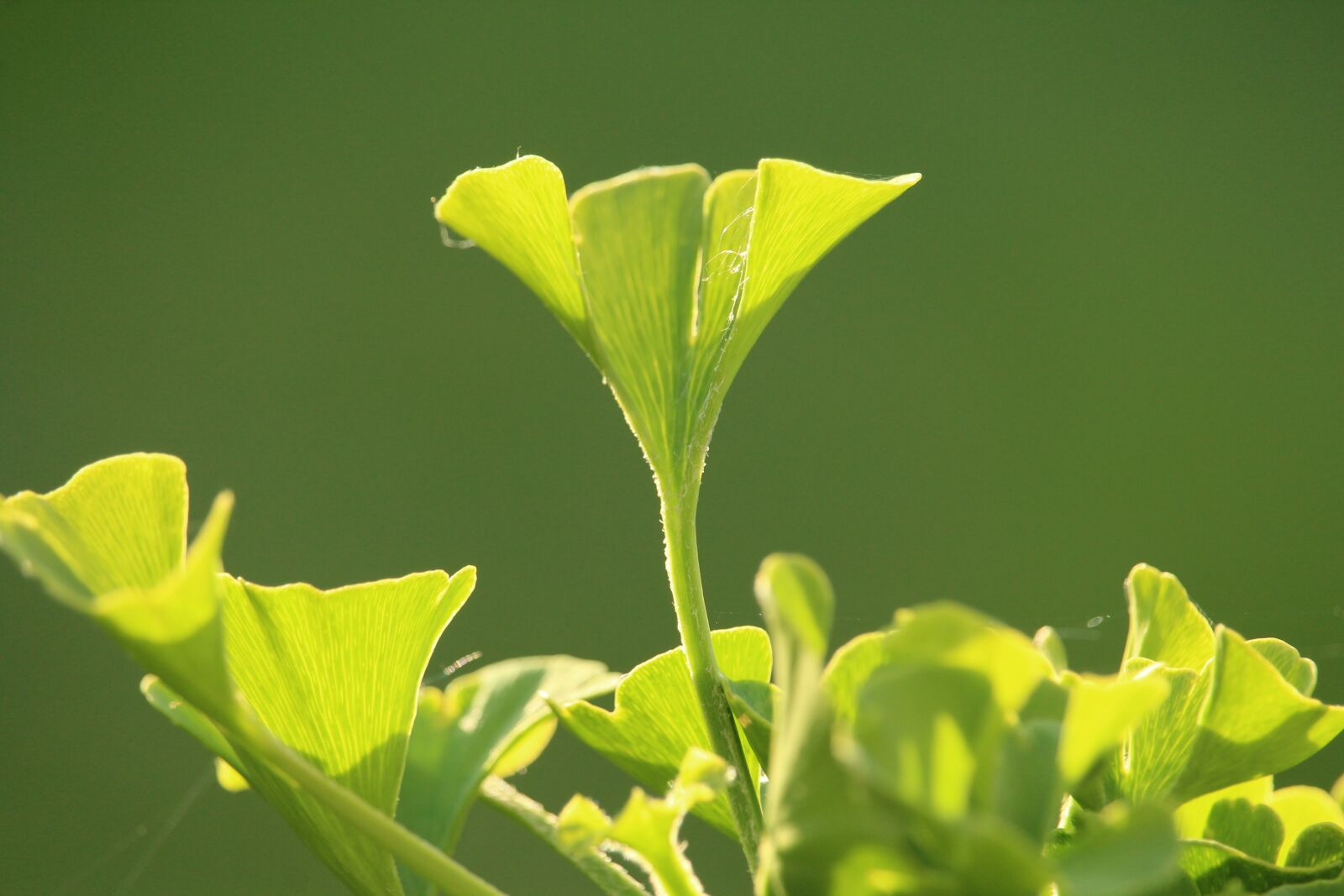 Canon EOS 1200D (EOS Rebel T5 / EOS Kiss X70 / EOS Hi) sample photo. Gingko, green, plant photography