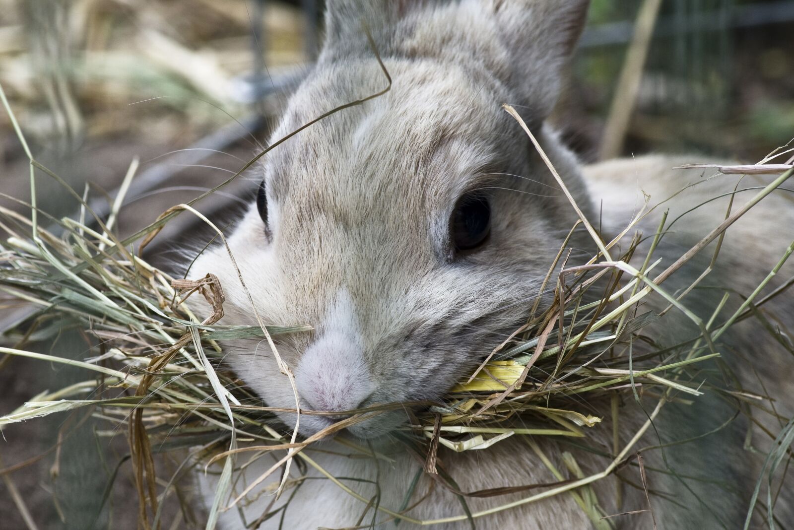Pentax K-30 sample photo. Rabbit, grey mottled, hay photography