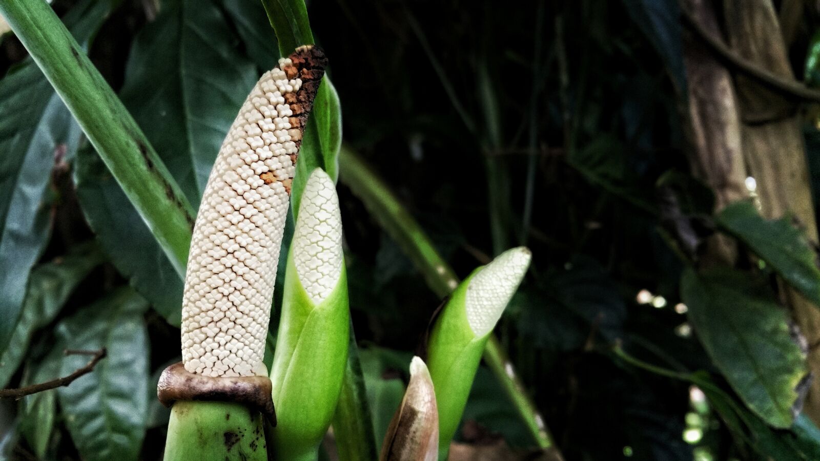 Samsung Galaxy Note4 sample photo. Plant, tropical, nature photography