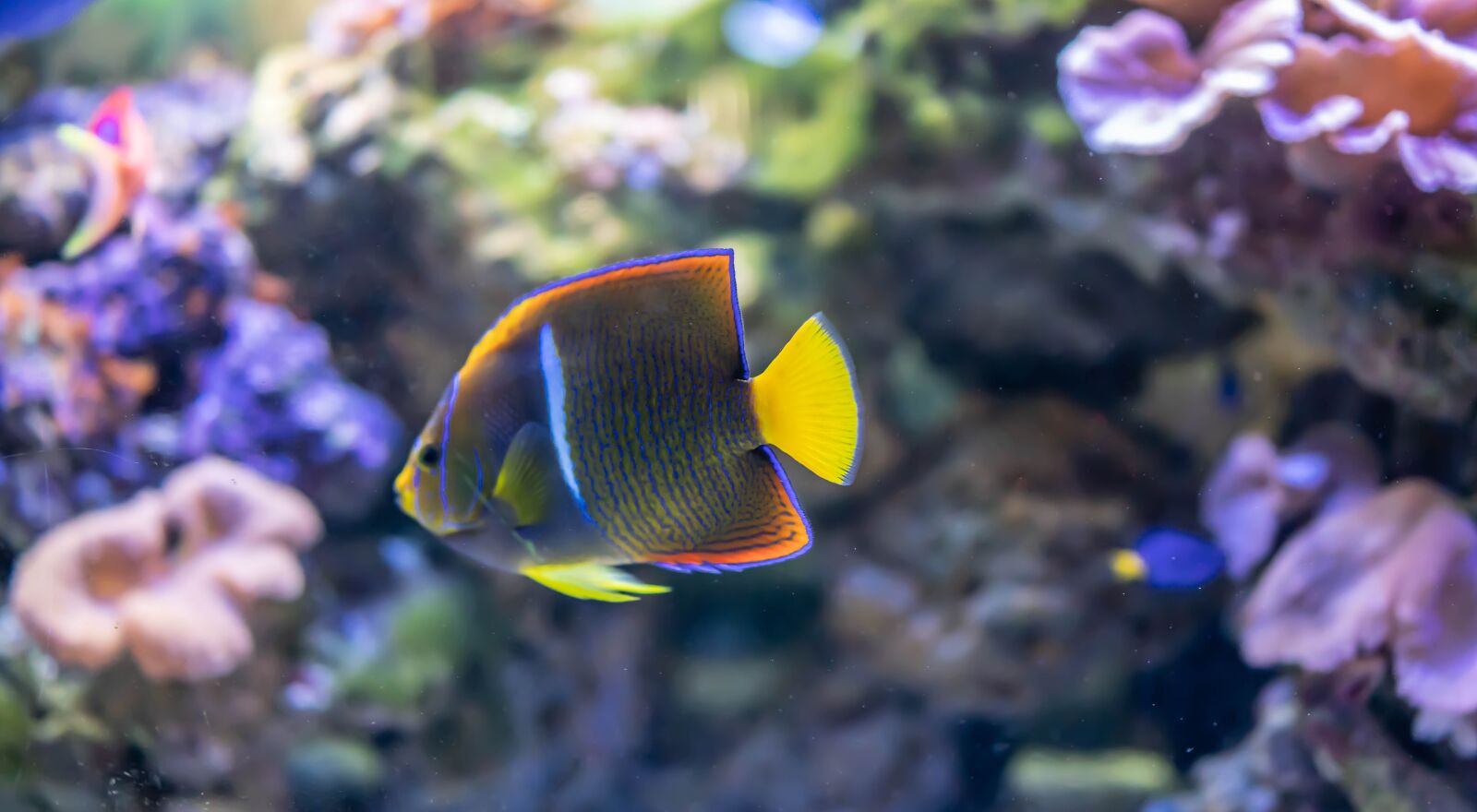 Sony Cyber-shot DSC-RX1R II + 35mm F2.0 sample photo. Tropical fish, underwater, exotic photography