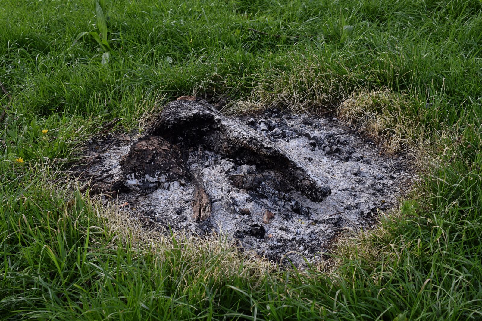 Nikon D5300 sample photo. Campfire, ash, wood ash photography
