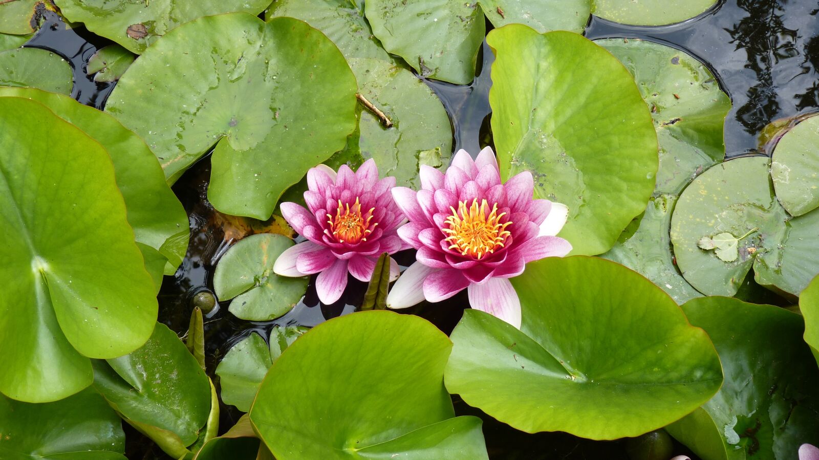 Panasonic Lumix DMC-FZ35 (Lumix DMC-FZ38) sample photo. Plant, flower, water lily photography