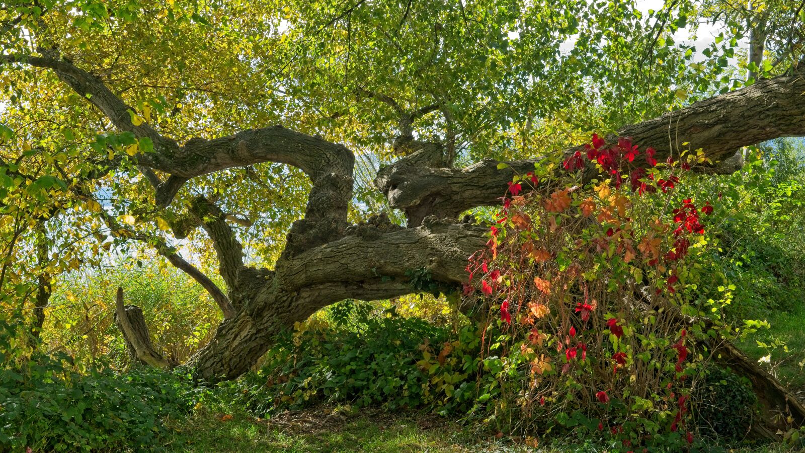 Nikon D7100 sample photo. Autumn, tree, lying photography