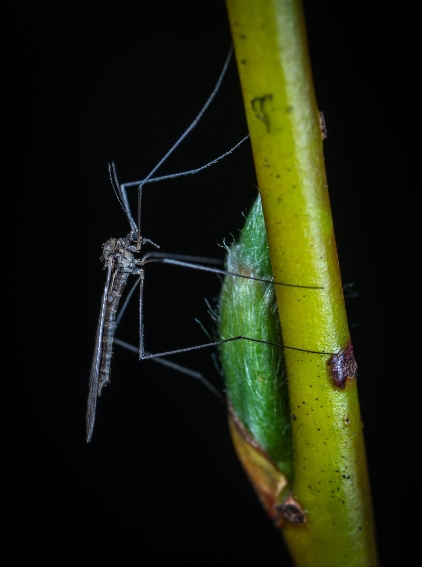 #124 65/2.8 sample photo. Insect, bespozvonochnoe, no one photography