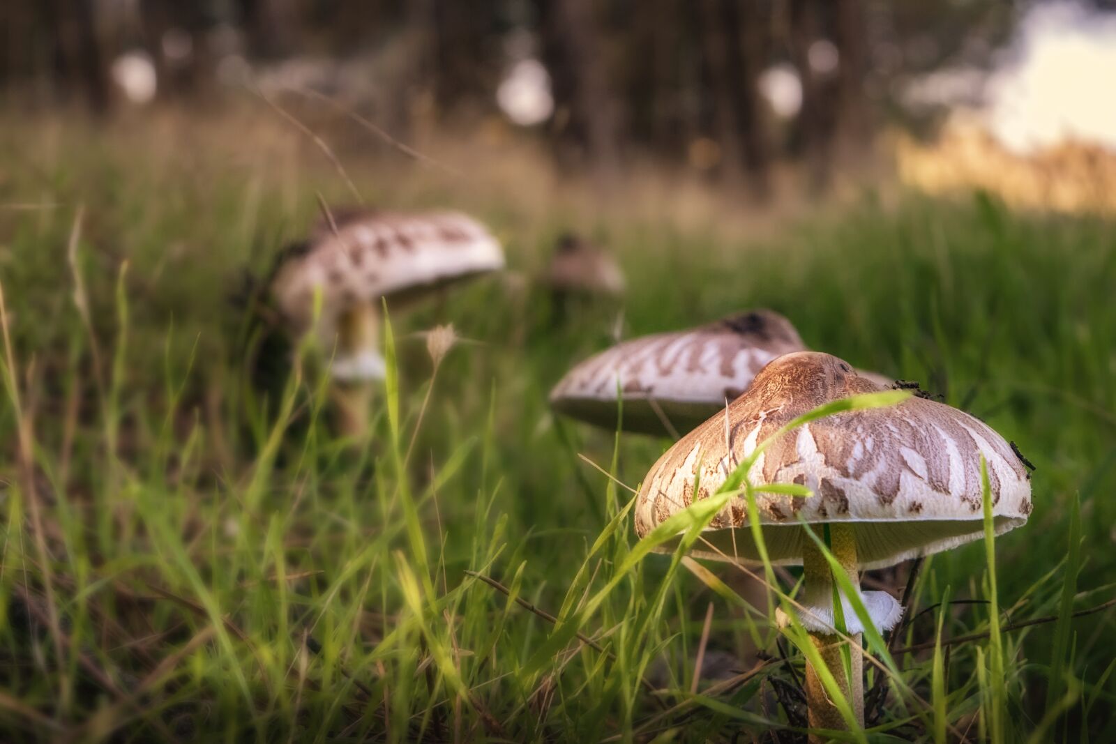 Nikon D3300 sample photo. Mushrooms, forest, autumn photography