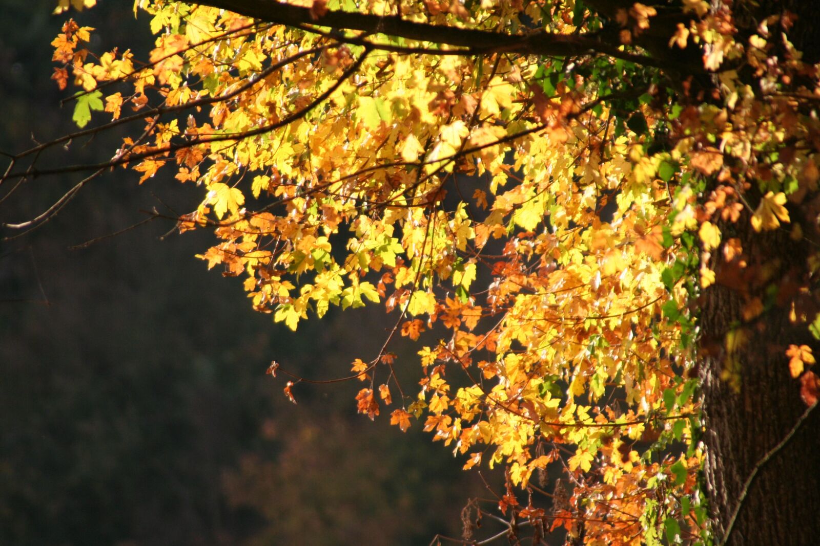 Canon EOS 350D (EOS Digital Rebel XT / EOS Kiss Digital N) sample photo. Leaves, trees, autumn photography