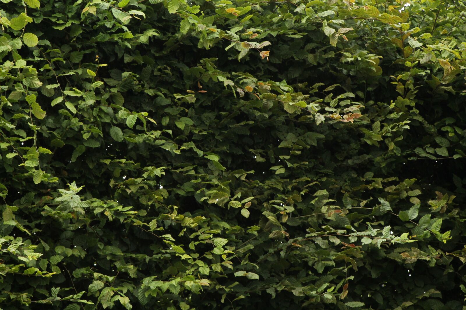 Canon EF 75-300mm f/4-5.6 sample photo. Forest, green, leaf photography