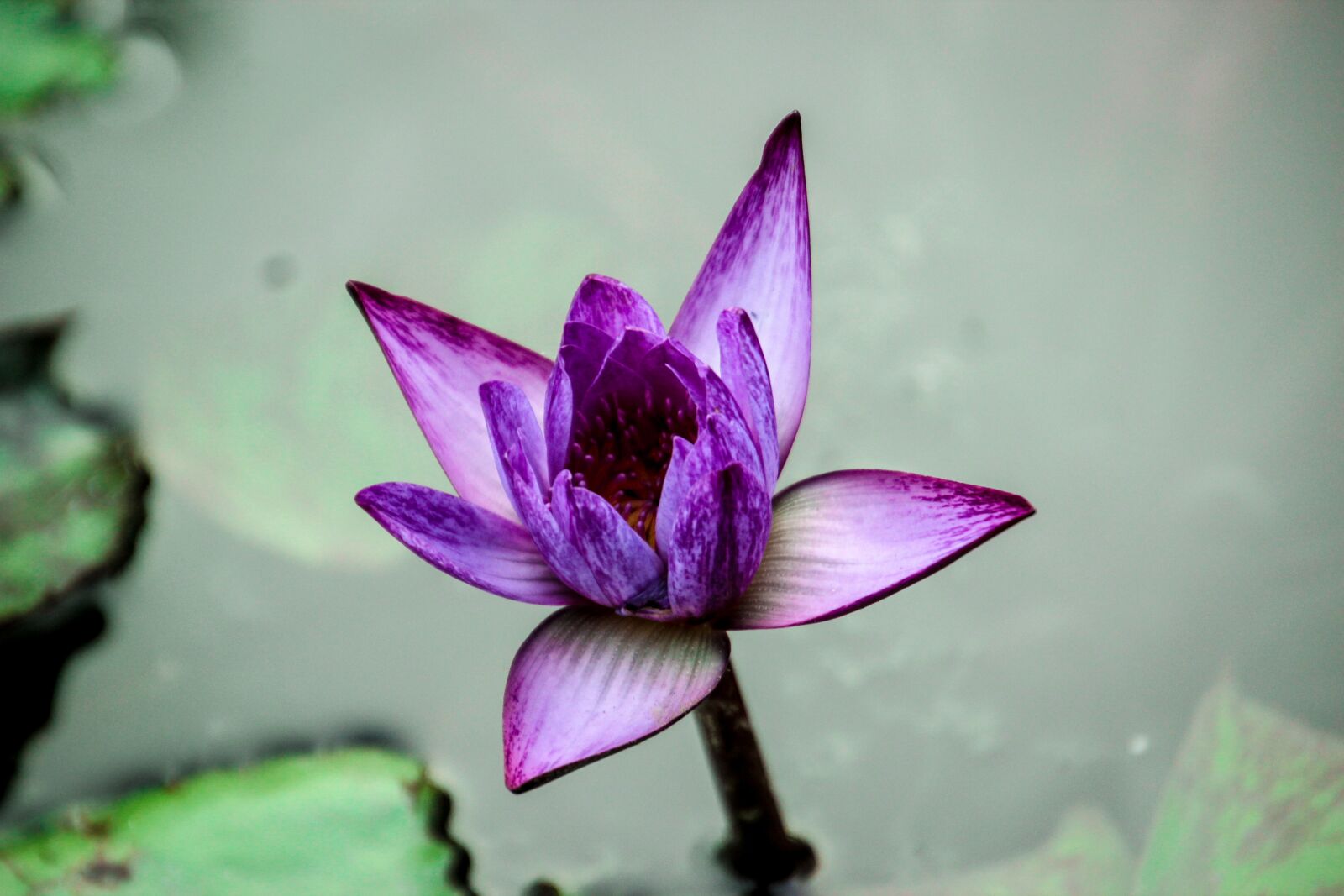 Canon EOS 600D (Rebel EOS T3i / EOS Kiss X5) sample photo. Lotus, nature, flowers photography