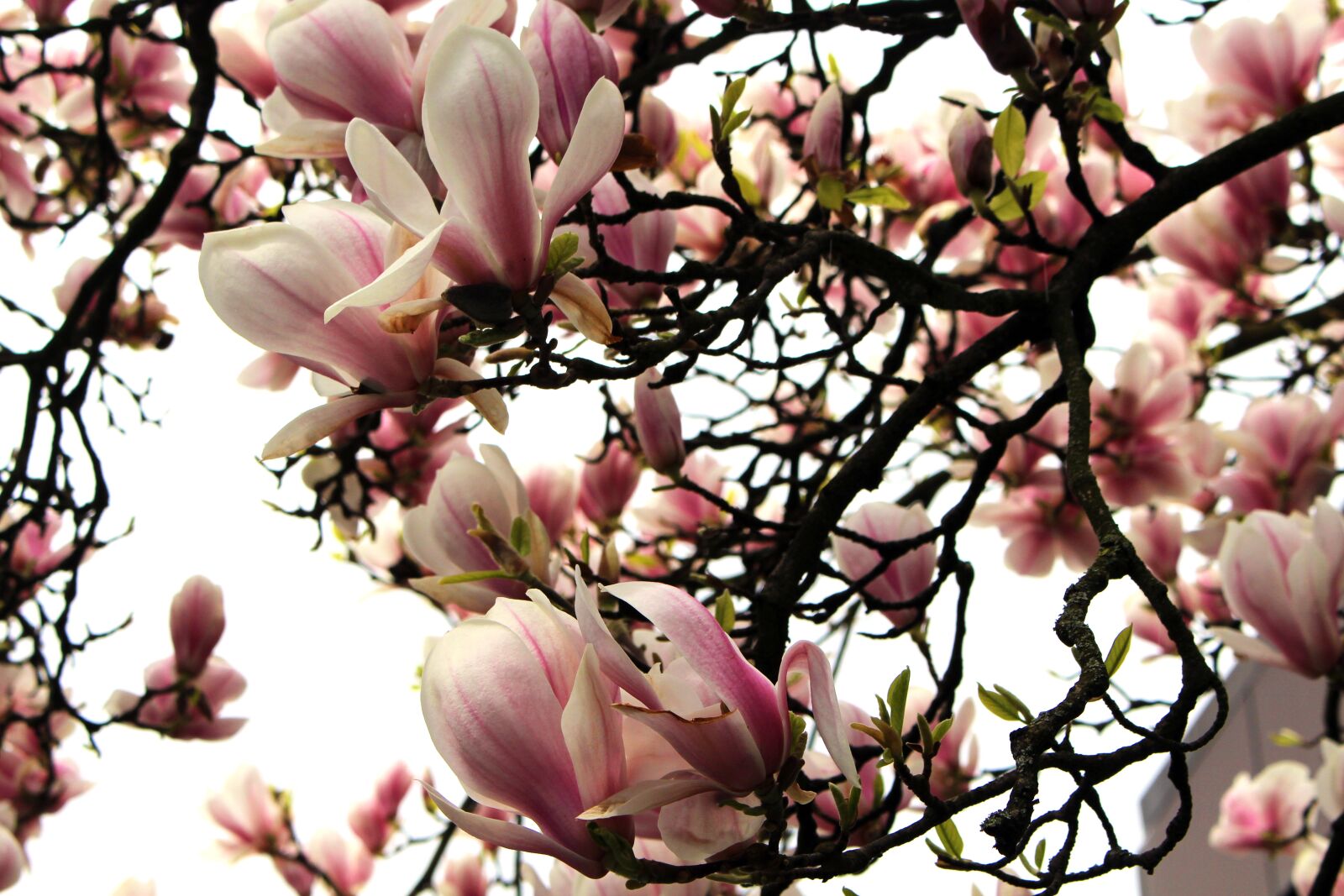 Canon EOS 700D (EOS Rebel T5i / EOS Kiss X7i) sample photo. Magnolia, magnolia tree, spring photography