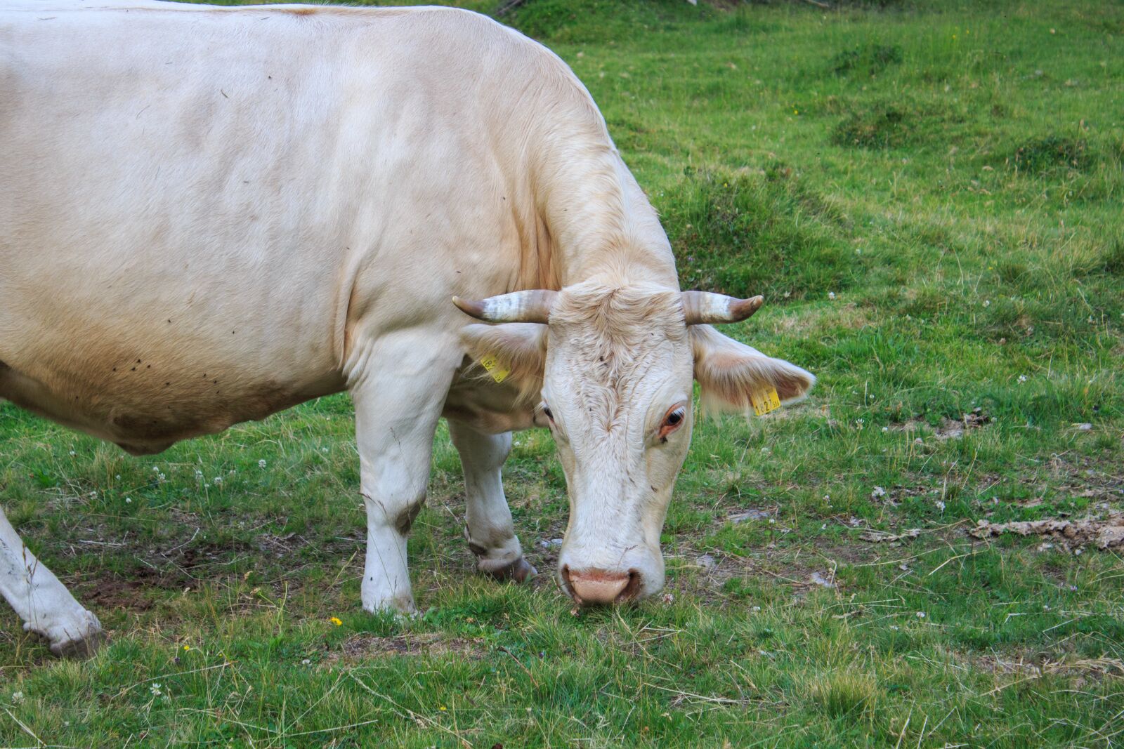 Canon EOS 650D (EOS Rebel T4i / EOS Kiss X6i) sample photo. Cow, alm, agriculture photography