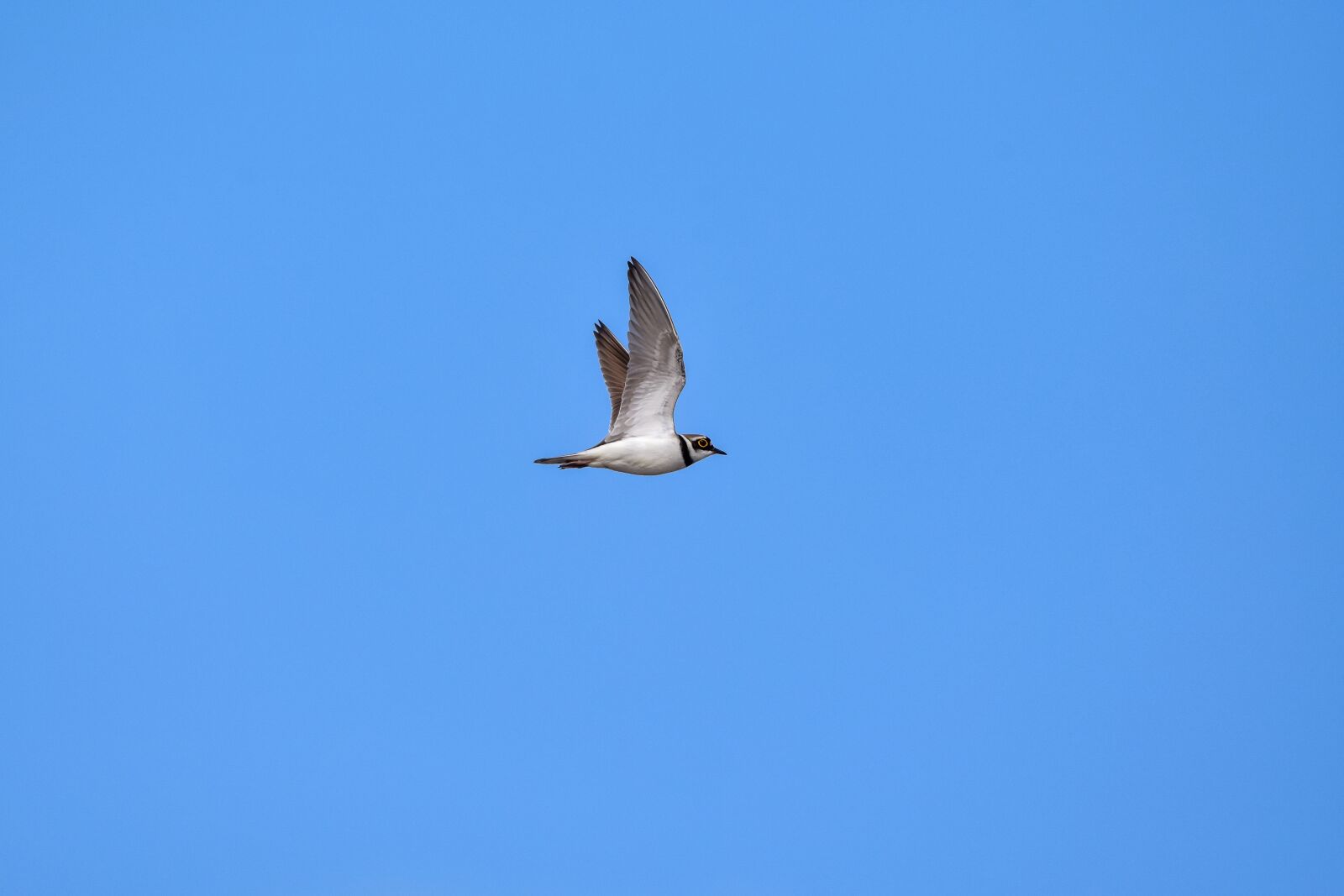 Nikon D7200 sample photo. Animal, sky, bird photography