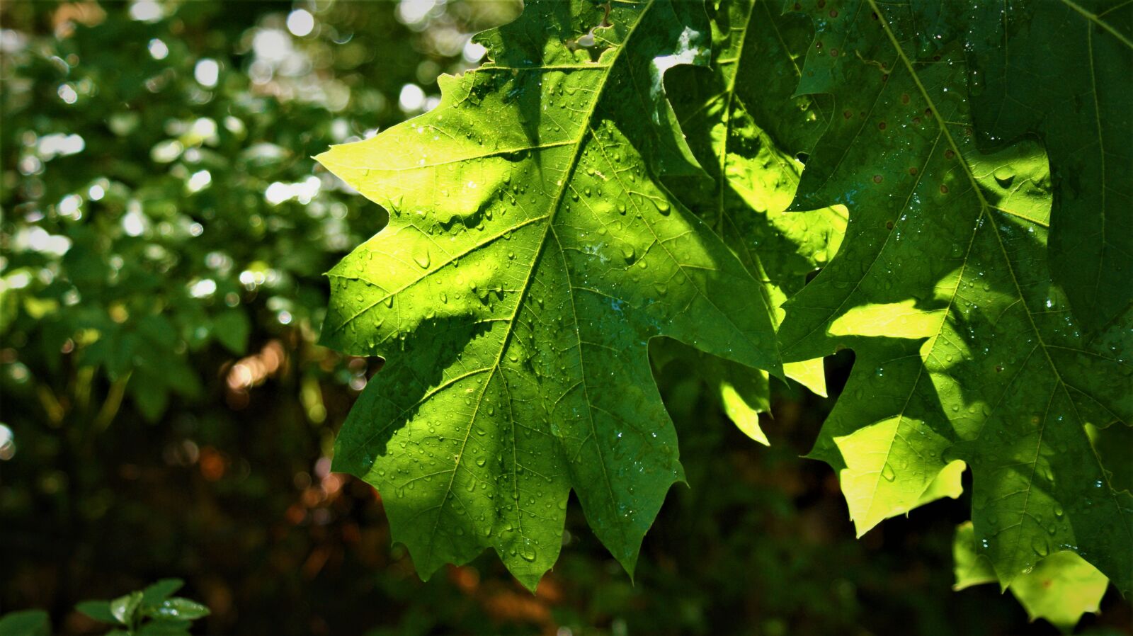 Sony Alpha DSLR-A350 sample photo. Leaves, oak, transparent photography