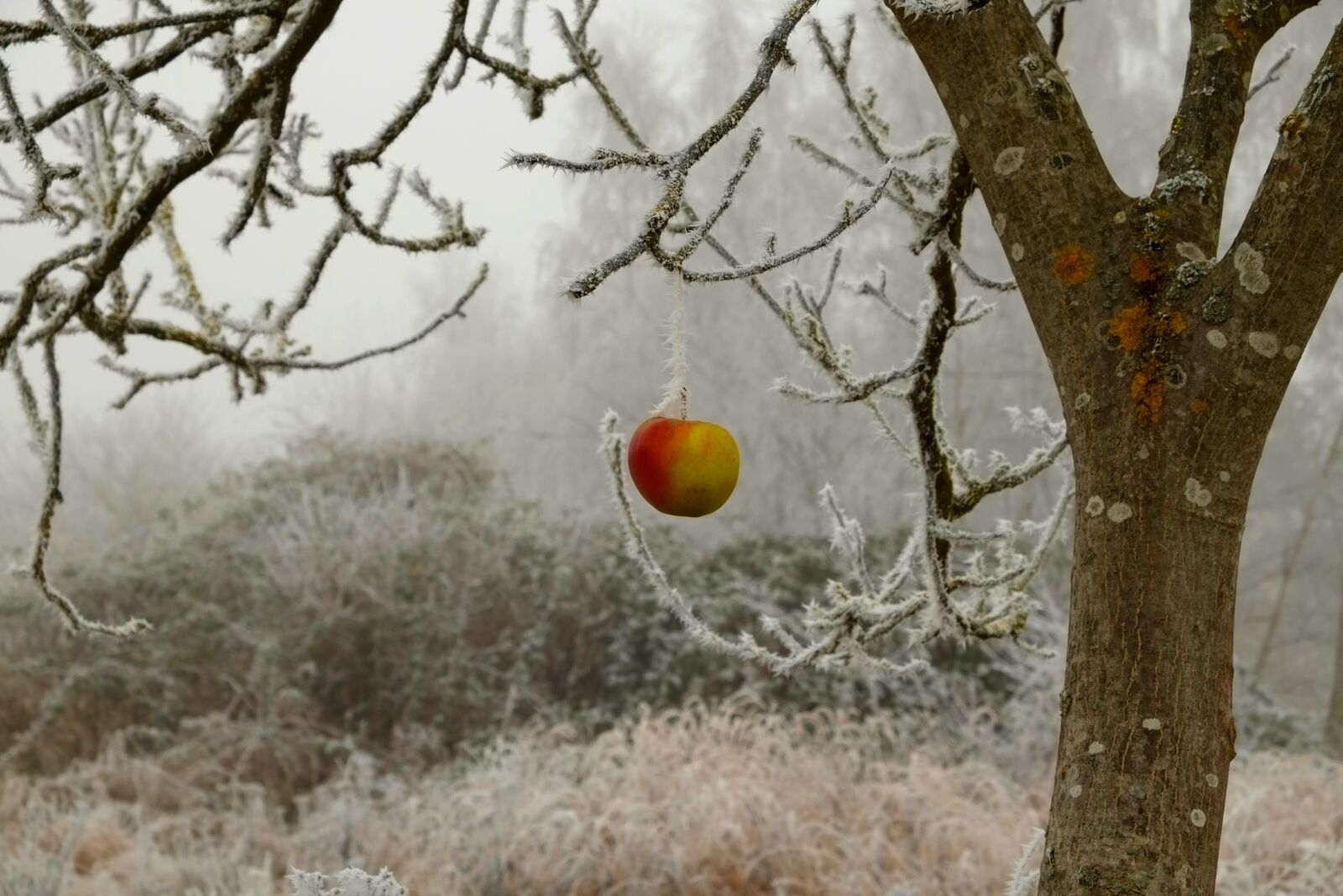 Fujifilm X-E1 sample photo. Winter, frost, wintry photography