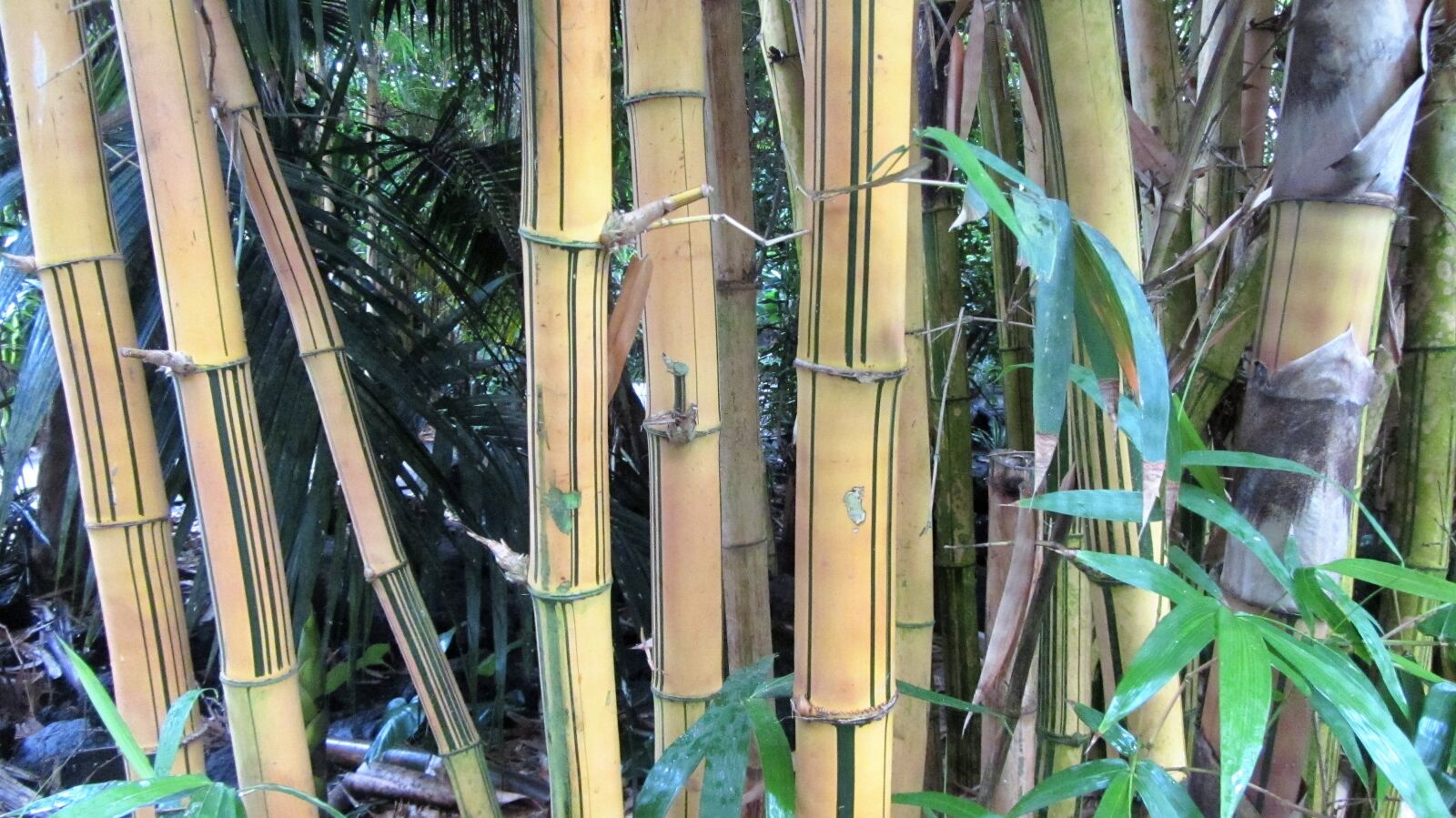 Canon PowerShot SX220 HS sample photo. Bamboo, bamboo wood, tropics photography