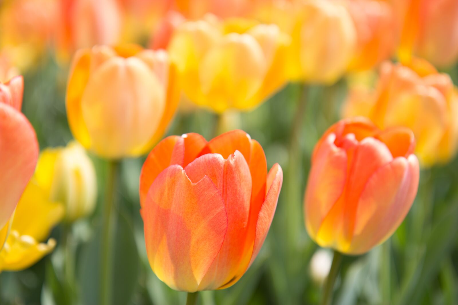 Canon EOS 60D sample photo. Spring, flowers, tulip photography