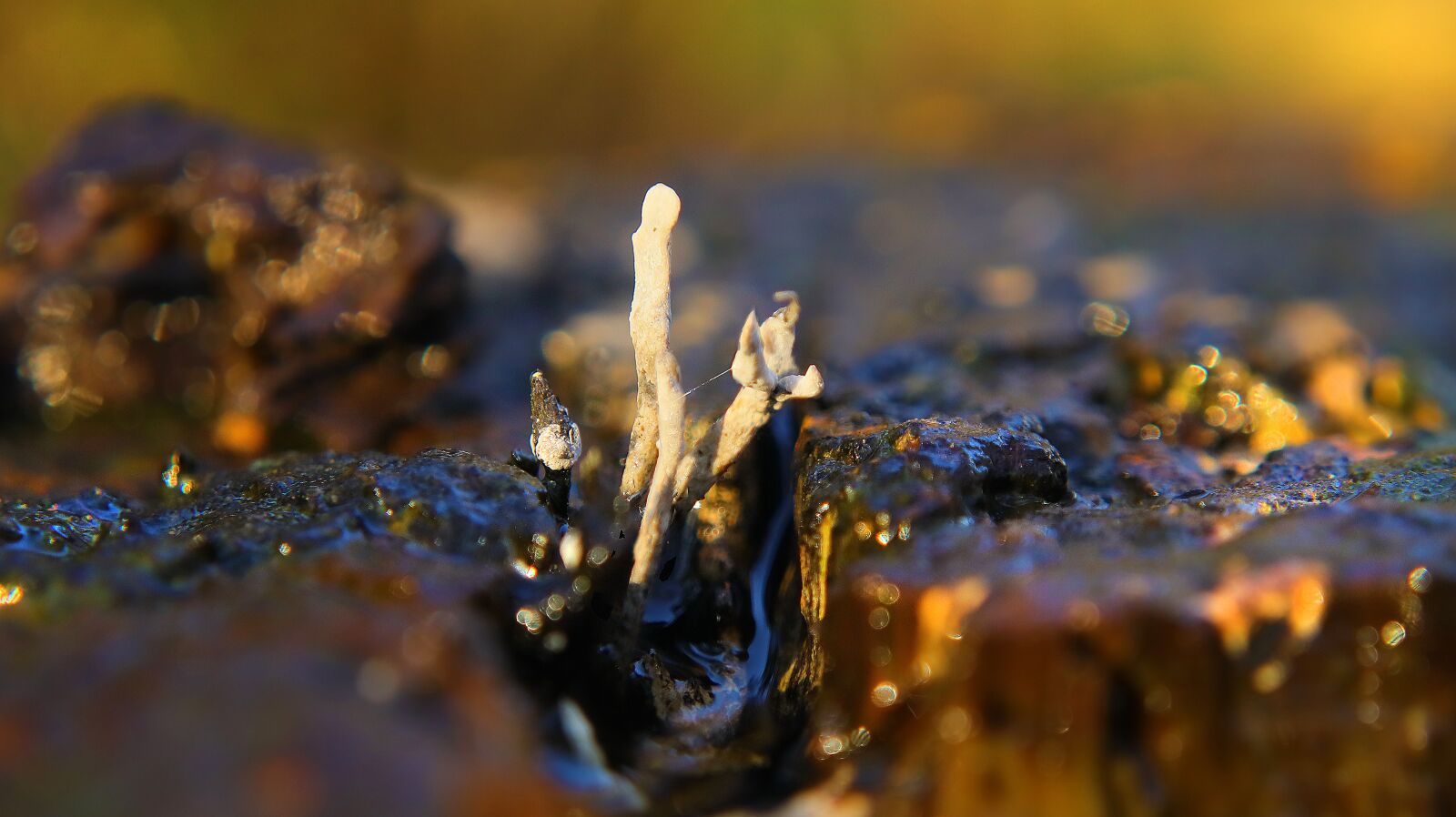 Canon EF-M 15-45mm F3.5-6.3 IS STM sample photo. Mushroom, macro, close up photography