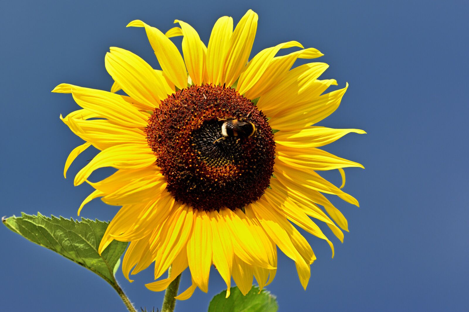 Nikon D5200 sample photo. Sunflower, blossom, bloom photography