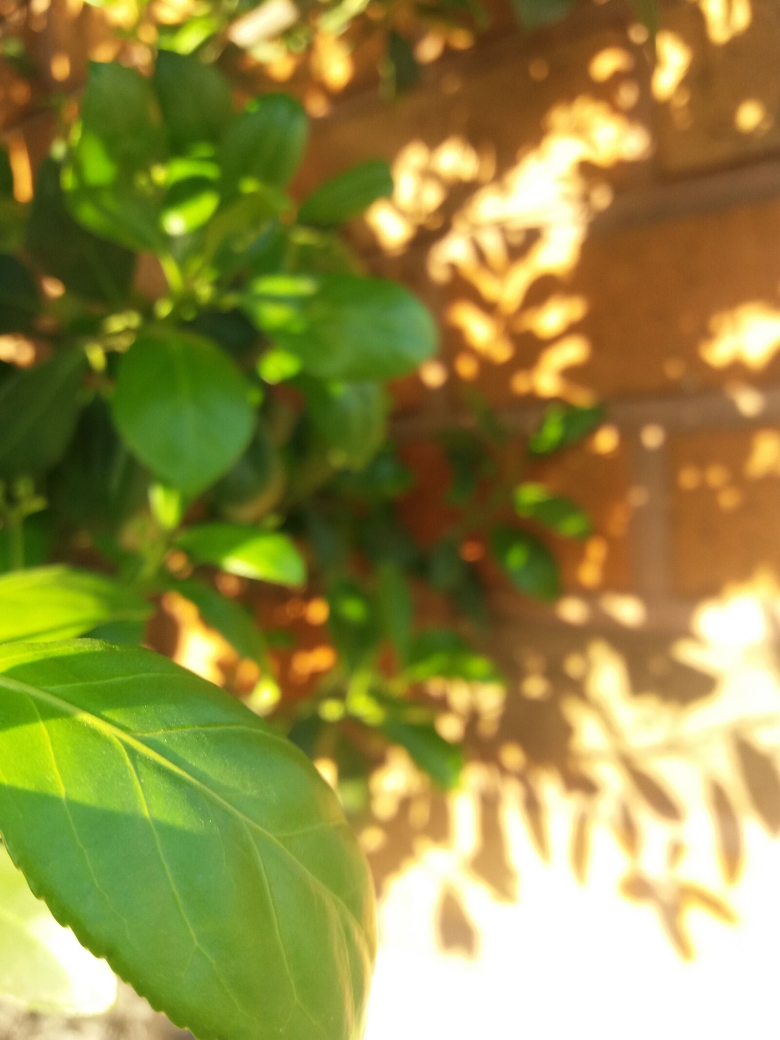 Samsung Galaxy J5(2016) sample photo. Spring, shadow, wood photography