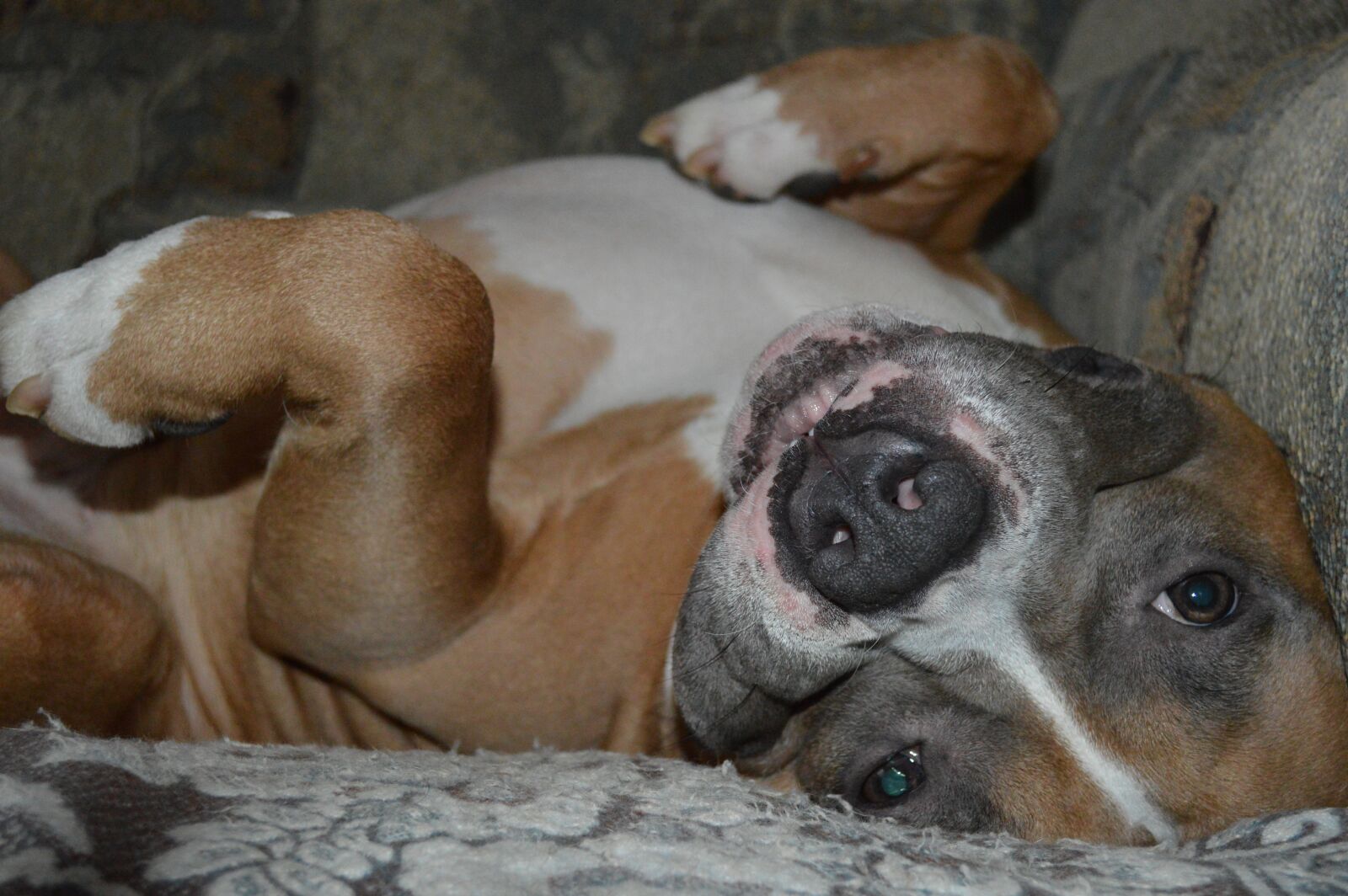 Nikon D3200 sample photo. Dog, dog lies, staff photography