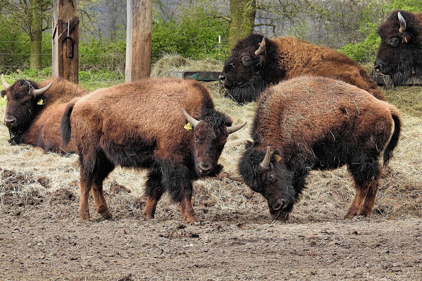 Nikon Coolpix P900 sample photo. Bison, animal, mammal photography