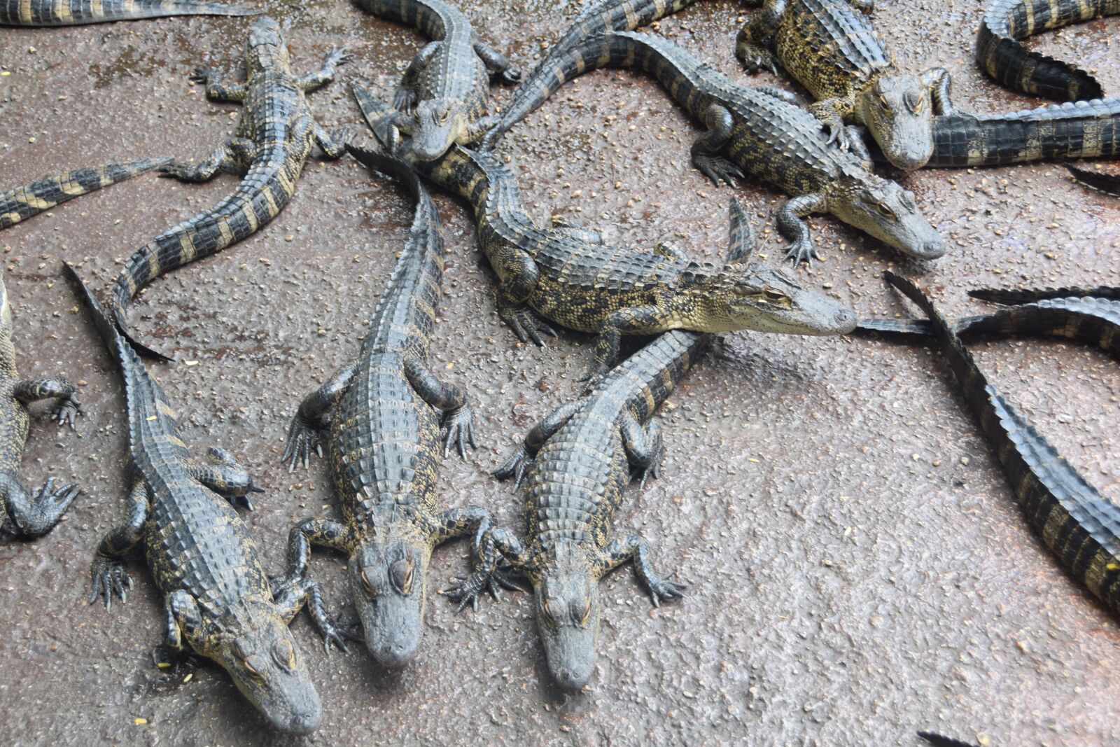 Nikon D3300 sample photo. Everglades, crocodile, florida photography