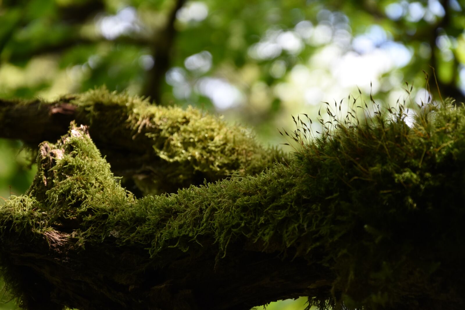 Nikon D7200 sample photo. Moss, mystical, nature photography