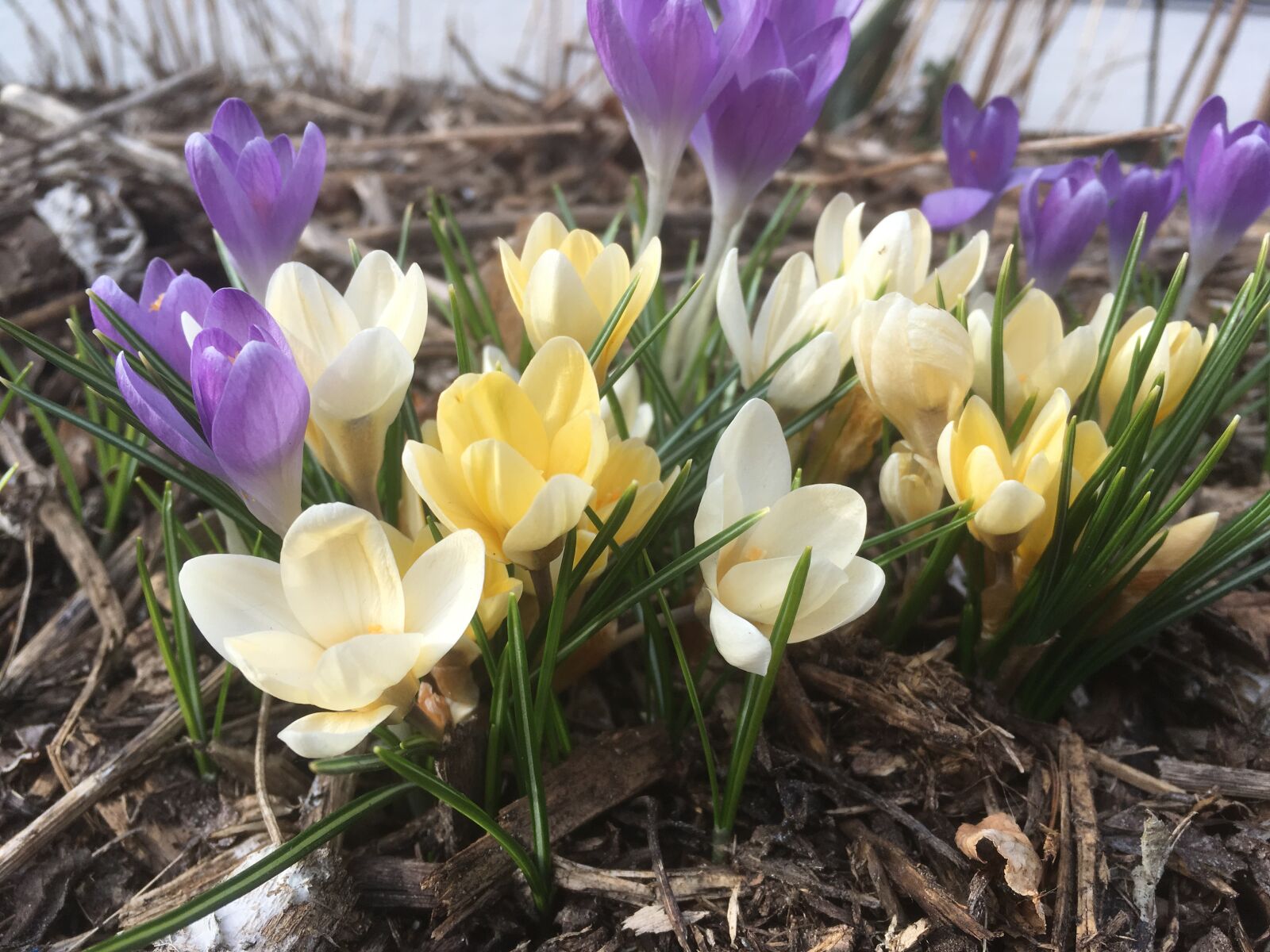 iPhone SE back camera 4.15mm f/2.2 sample photo. Flowers, spring, nature photography