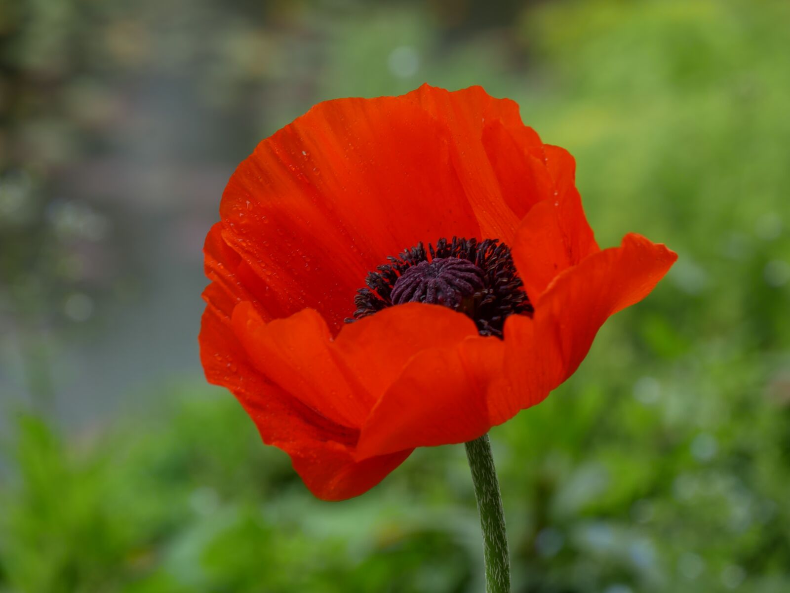 Panasonic DMC-G81 sample photo. Flowers, poppy, summer photography