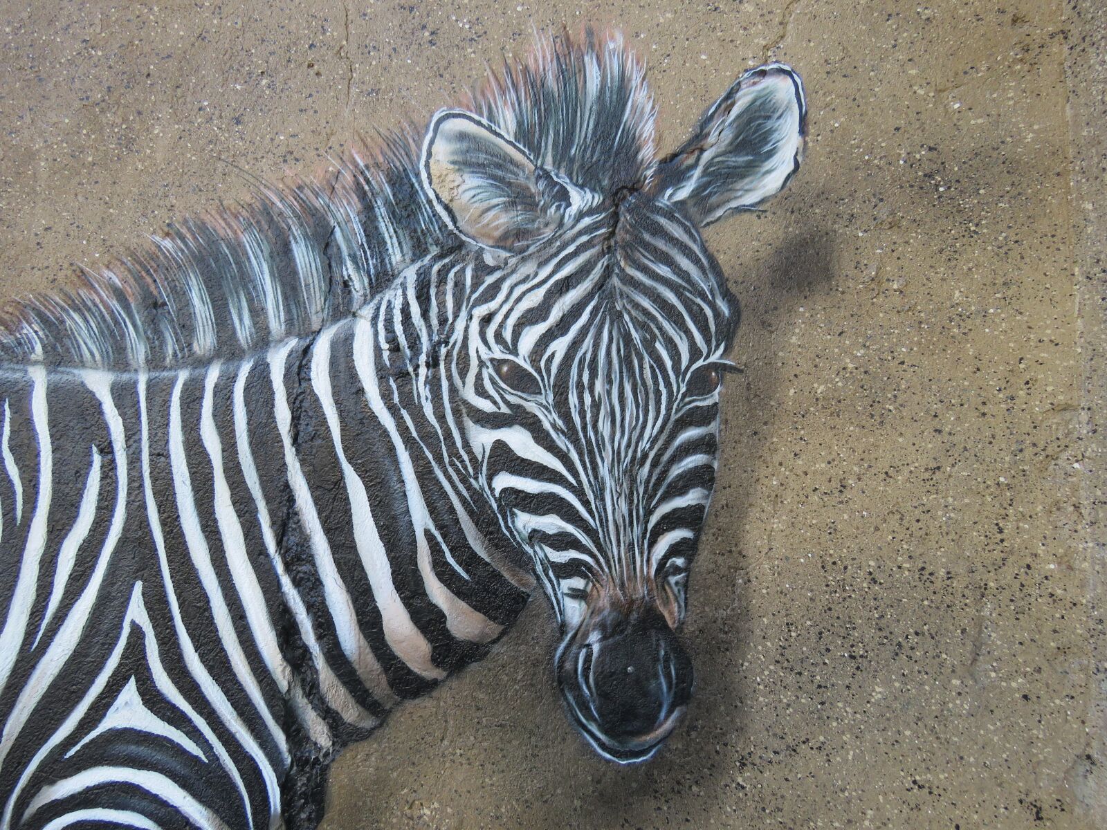 Canon PowerShot SX60 HS sample photo. Zebra, wall art, wall photography