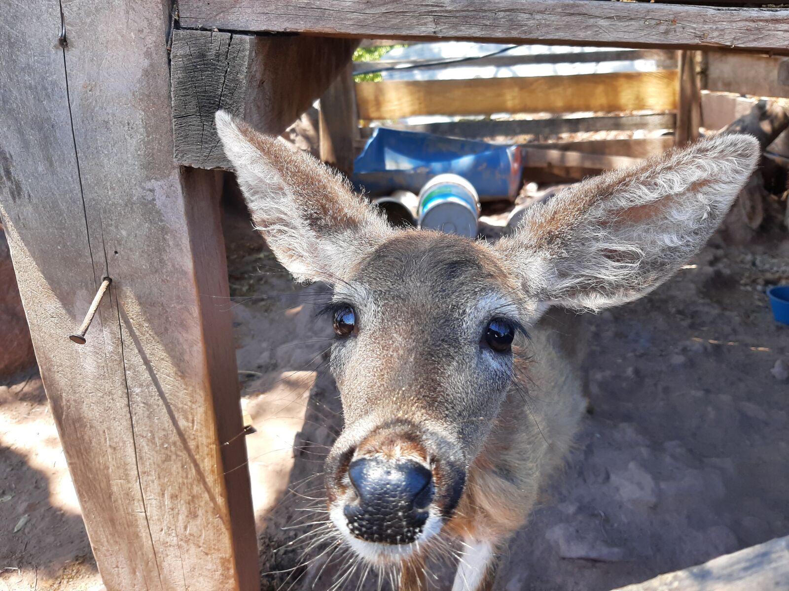 Samsung Galaxy A50 sample photo. Deer, animal, beautiful photography