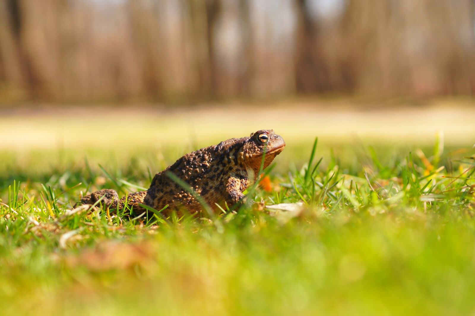 Sony DT 55-200mm F4-5.6 SAM sample photo. Amphibians, a toad, the photography